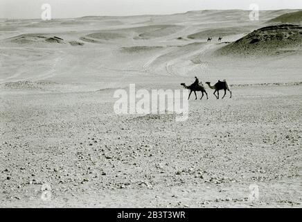 Fotografia di viaggio in bianco e nero - cammelli nel paesaggio desertico vicino alle piramidi di Giza al Cairo in Egitto in Nord Africa Medio Oriente Foto Stock