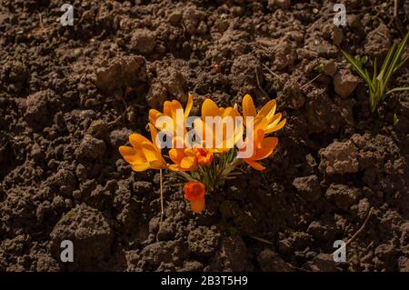 Olandese giallo croco closeup. Fiore croco primrose. Crocus a terra. Primavera, primi fiori, crocuses, giallo Foto Stock
