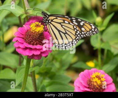 Farfalla monarca Foto Stock