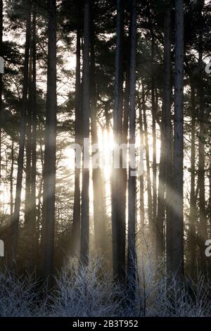 Travi di luce solare che si infrangono attraverso la nebbia nel bosco di pini scozzesi, Newtown Common, Burghclere, Hampshire, Inghilterra, Regno Unito, Europa Foto Stock