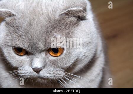 Un gatto scozzese dai capelli corti con pelo lop e pelliccia grigia si siede e guarda con attenzione verso il basso Foto Stock