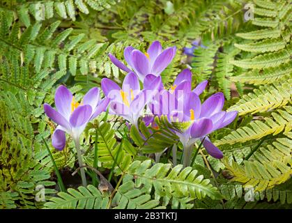 Crocuses fioritura in tardo inverno in giardino nel centro della Virginia, circondato da fronde di felci autunnali a sinistra dalla stagione precedente. Foto Stock