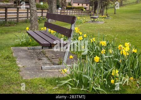 Un posto vuoto, circondato da narcisi, ai margini del Parco di St Rufus a Keith, in Scozia Foto Stock