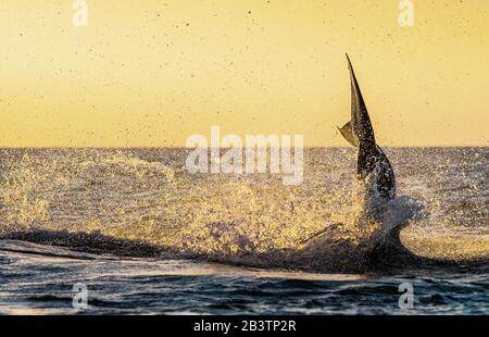 Pinna Di Coda Del Grande Squalo Bianco. La fase del salto di squalo. Cielo rosso dell'alba. Violazione in attacco. Nome scientifico: Carcharodon carcharias. Sud Foto Stock