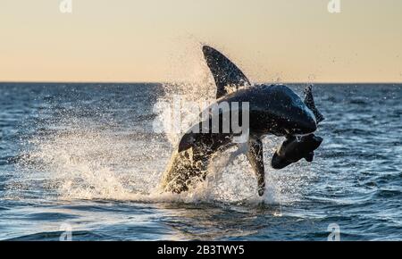 Bracconaggio Del Grande Squalo Bianco. Lo squalo attacca l'esca. Nome scientifico: Carcharodon carcharias. Sudafrica. Foto Stock