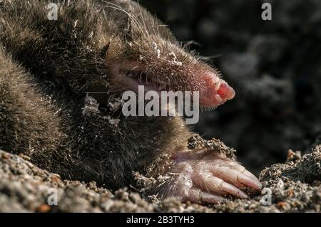 Primo piano di talpa europea (Talpa europaea) che emerge dalla molehil e mostra grandi, come le vanghe con enormi artigli Foto Stock