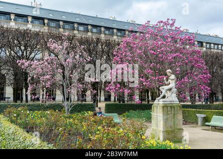 Giardino Palais Royal con fiori viola magnolia in fiore in primavera, Parigi, Francia Foto Stock