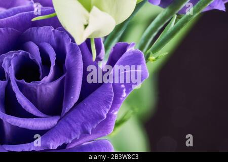 viola eustoma fiori primo piano macro shot Foto Stock