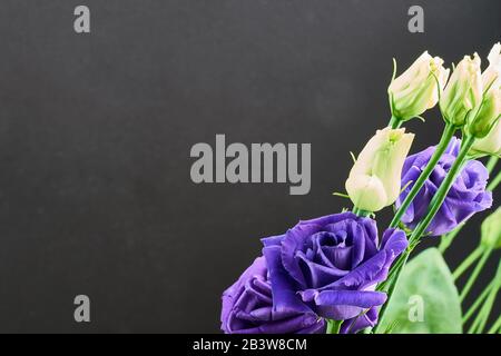 viola eustoma fiori primo piano macro shot Foto Stock