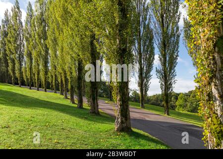 Viale alberato sulle colline sopra Broadway, Worcestershire, Inghilterra, Regno Unito Foto Stock