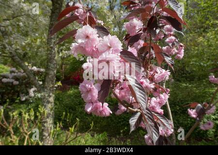 Spring Blossom Di Prunus 'Royal Burgundy' (Albero Ciliegio Giapponese In Fiore) In Un Country Cottage Garden Nel Devon Rurale, Inghilterra, Regno Unito Foto Stock