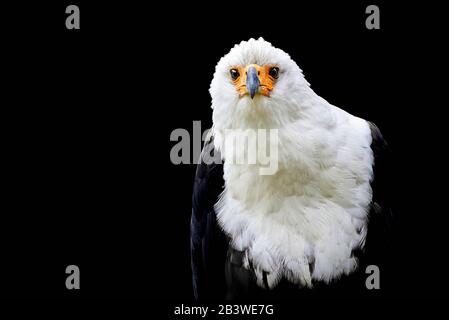 Aquila di Pesce africana isolata su sfondo nero ( Haliaeetus vocifer ) Foto Stock