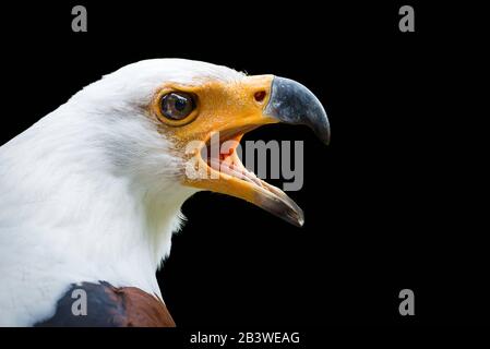 Aquila di Pesce africana isolata su sfondo nero ( Haliaeetus vocifer ) Foto Stock