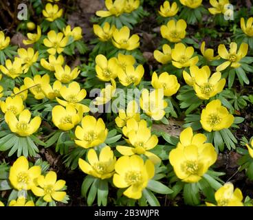 Winterling, Eranthis hyemalis, ist eine Blume die im Winter Blueht und gelbe Blueten besitzt. Winterling, Eranthis hyemalis, è un fiore che fiorisce i Foto Stock