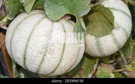 Zuckermelone, Cucumis melo ist eine suesse wasserhaltige Frucht. Melone di zucchero, Cucumis melo è un frutto dolce contenente acqua. Foto Stock