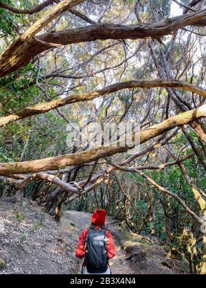 Donna escursioni con zaino nella bella foresta pluviale, viaggiando sull'isola di Tenerife, Spagna. Immagine realizzata sul telefono cellulare Foto Stock
