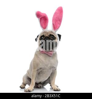 Adorabile pug indossando un arco rosa e orecchie bunny mentre si siede su sfondo bianco studio Foto Stock
