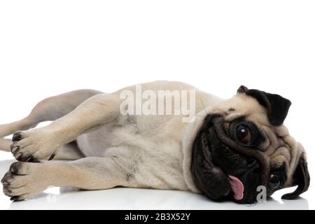 Adorabile pug panting e sdraiato su un lato su sfondo bianco studio Foto Stock