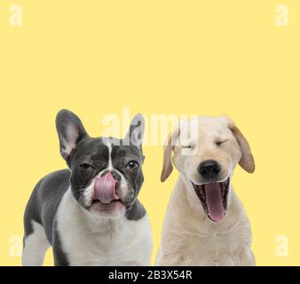 cute francese bulldog leccare la bocca accanto a un cane labrador retriever sbadigia su sfondo giallo Foto Stock