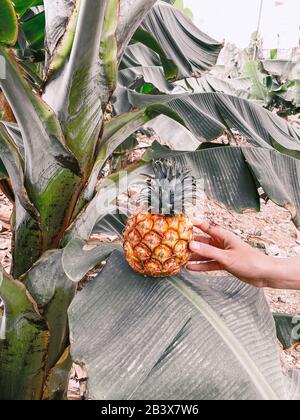 Tenendo frutta di ananas su foglia di banana sulla piantagione. Immagine realizzata sul telefono cellulare Foto Stock