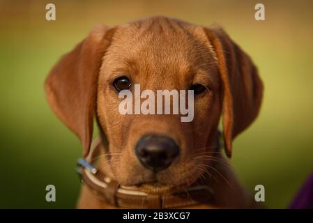 Fox rosso Labrador Retriever gundog cucciolo Foto Stock