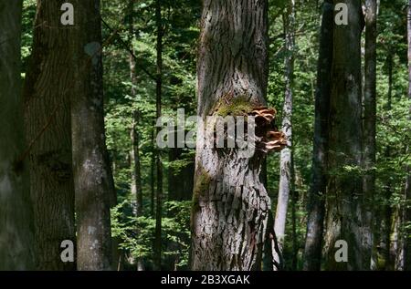 Antico albero di quercia con funghi in estate sole, Bialowieza foresta, Polonia, Europa Foto Stock