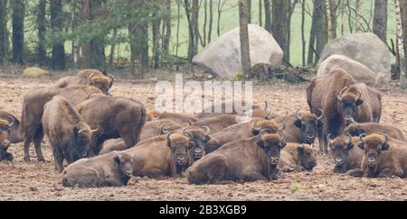 Allevamento di bisonti europei che riposano nella foresta wintertime, Bialowieza Forest, Polonia, Europa Foto Stock