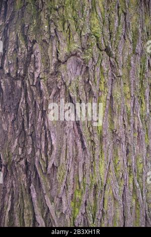 Juglans nigra Foto Stock