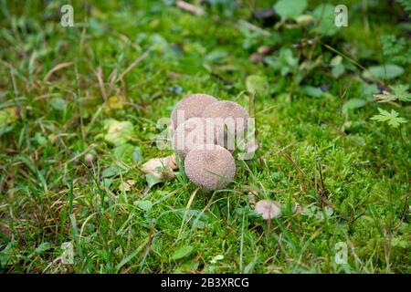 LYCOPERDON MARGINATUM - boviste nella foresta di Schoeneck in Vogtland, Sassonia in autunno. Foto Stock