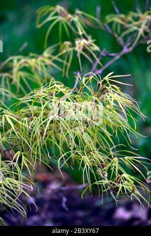 Acer japonicum kinshi, lineare profondamente lobed fogliame, nuova crescita, primavera crescita, verde fogliame, foglie, acero giapponese, acers, albero, alberi, RM Floral Foto Stock