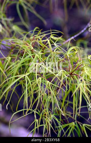 Acer japonicum kinshi, lineare profondamente lobed fogliame, nuova crescita, primavera crescita, verde fogliame, foglie, acero giapponese, acers, albero, alberi, RM Floral Foto Stock