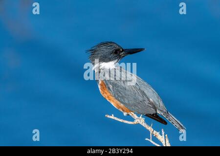 Una femmina Belted Kingfisher (Megaceryle alcyon) arroccato sull'acqua in Florida, Stati Uniti. Foto Stock