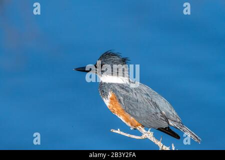 Una femmina Belted Kingfisher (Megaceryle alcyon) arroccato sull'acqua in Florida, Stati Uniti. Foto Stock