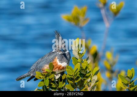 Una femmina Belted Kingfisher (Megaceryle alcyon) arroccato sull'acqua in Florida, Stati Uniti. Foto Stock