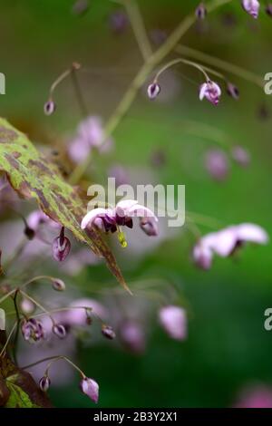 Epimedium zhushanense, Ali Zhushan Fairy, fiori rosa viola bianco, bosco, perenni, barrenwort, ombra, primavera, ombreggiato, legno, giardino boschivo, gard Foto Stock