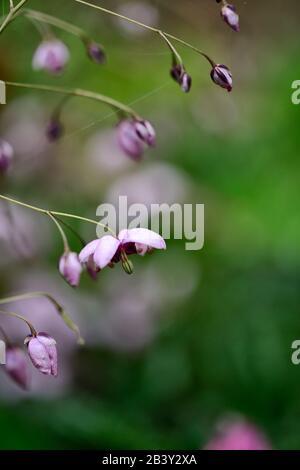 Epimedium zhushanense, Ali Zhushan Fairy, fiori rosa viola bianco, bosco, perenni, barrenwort, ombra, primavera, ombreggiato, legno, giardino boschivo, gard Foto Stock