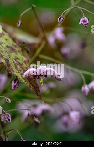 Epimedium zhushanense, Ali Zhushan Fairy, fiori rosa viola bianco, bosco, perenni, barrenwort, ombra, primavera, ombreggiato, legno, giardino boschivo, gard Foto Stock