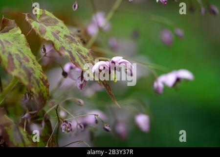 Epimedium zhushanense, Ali Zhushan Fairy, fiori rosa viola bianco, bosco, perenni, barrenwort, ombra, primavera, ombreggiato, legno, giardino boschivo, gard Foto Stock