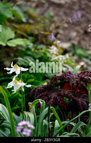 Erythronium Harmington Snowgoose,fiori bianchi,Podophyllum Red Panda,foglie di ruggine di rame,fogliame,fioritura,ombra,ombreggiata,in ombra,woodlander,woodlanders,wo Foto Stock