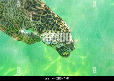 Jaguar immersioni in acqua, bellissimo animale Foto Stock