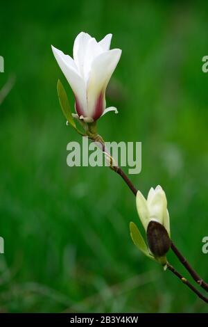 Magnolia denudata alba, fiori a forma di calice, crema fiori bianchi rosso flare, fioritura, primavera, albero, alberi, compatta magnolia cinese, piccole magnolie, RM Foto Stock