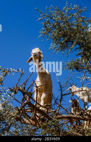 Immagine di capre salirono su un albero in Marocco. Foto Stock