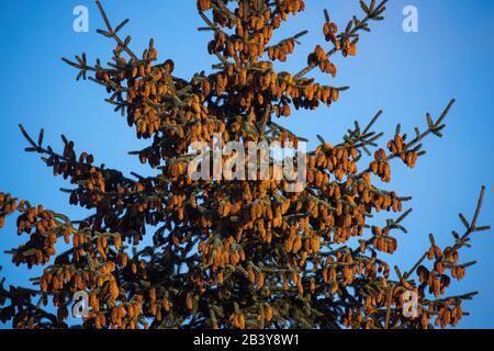 Coni Di Sitka Spruce Tree In Kodiak, Alaska Foto Stock