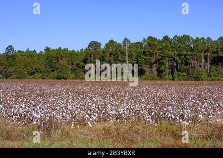 campo di cotone lungo una strada di campagna nel nord-ovest della florida Foto Stock