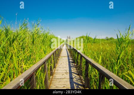 Ponte stretto nella foresta di Comana, Romania Foto Stock