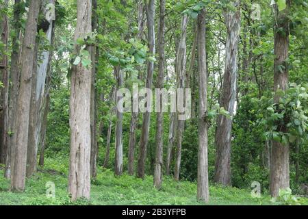 Teak (Tectona grandis) foresta Foto Stock