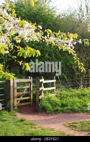 Ciliegia Orchard (Prunus Avium) In Fiore In Un Giorno Primaverile, Il Parco Della Valle Di Ludwell, Con Porta Di Kissing In Legno. Exeter, Devon, Regno Unito. Foto Stock