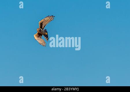 Un Harrier del Nord (hudsonius del circo) in volo che fa una svolta drammatica contro un cielo blu chiaro sopra il parco delle zone umide di Orlando in Florida, Stati Uniti. Foto Stock