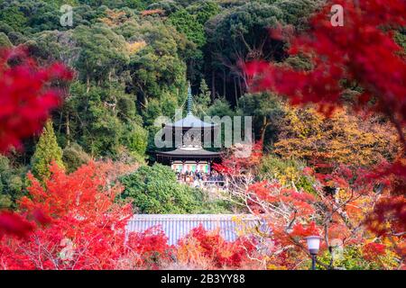 Tempio di Eikando Zenrinji con tappeto rosso di acero giallo al fogliame di picco di caduta durante la fine di novembre a Kyoto, Giappone. Famoso punto di riferimento per vedere l'autunno Foto Stock