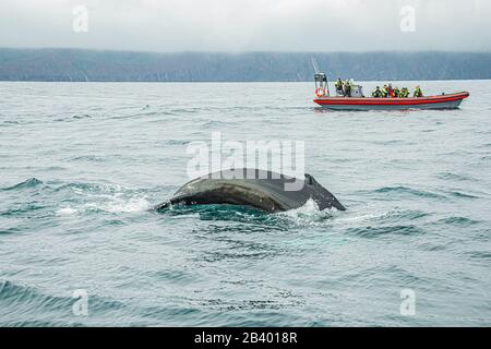 Tour di avvistamento delle balene con veloci barche moderne e una balena di megattere vicino a Husik, Islanda Foto Stock